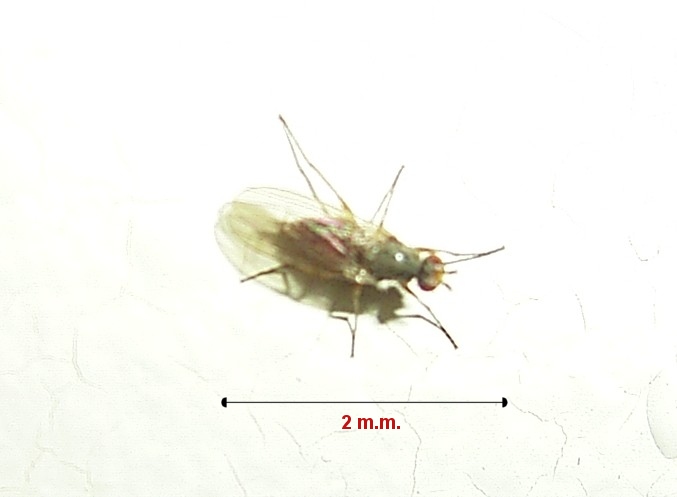 An insect or a nanobot?